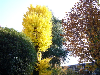 coloured leaves in TWCU campus