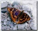 butterfly named Komurasaki