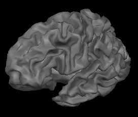 Brain