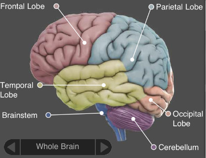 脳の科学(2010年度後期開講)ホームページ教員の紹介授業用メーリングリスト授業内容