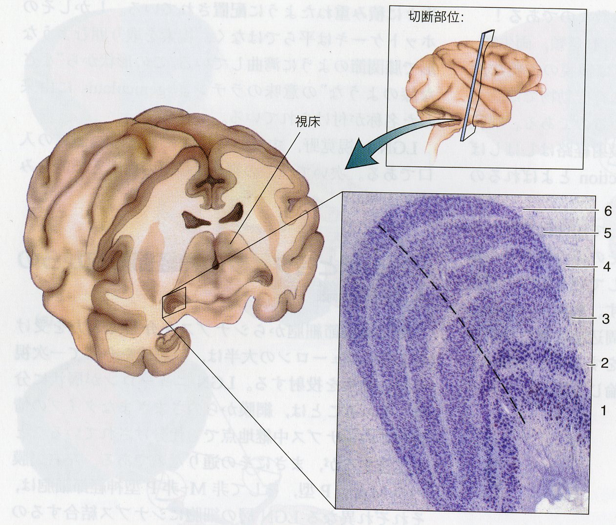 neuroscience035