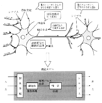 \resizebox{0.6\textwidth}{!}{\includegraphics{neuron-schema.eps}}