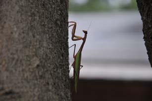 秋のカマキリ